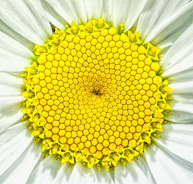 File:Nature's Fractals (39202889194).jpg