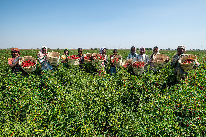 File:A group of Indian women farmers Karnataka Spice Value Chain Development 2015.jpg