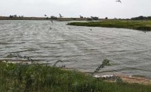 A pond_community pond